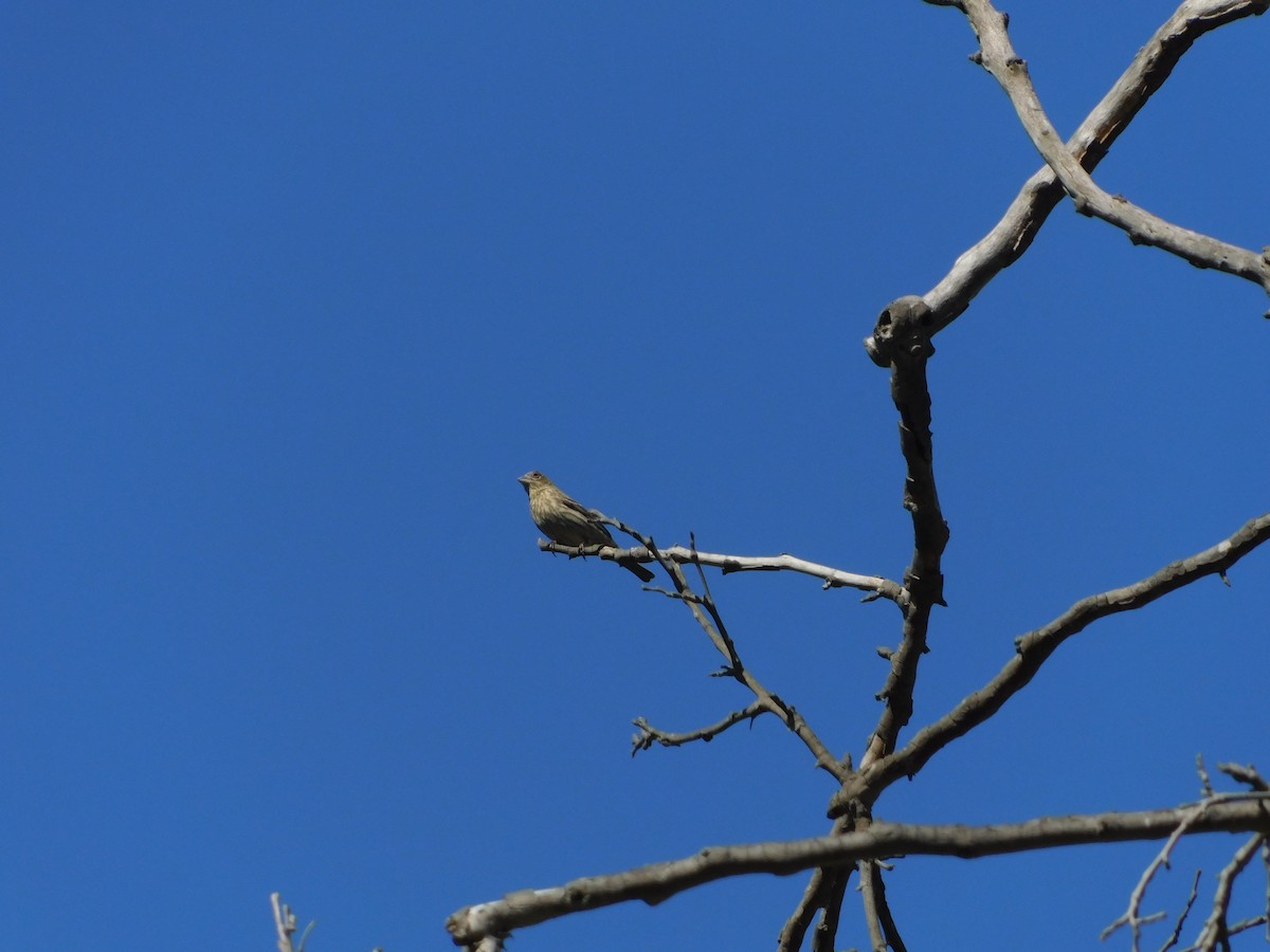 House Finch - ML436423181