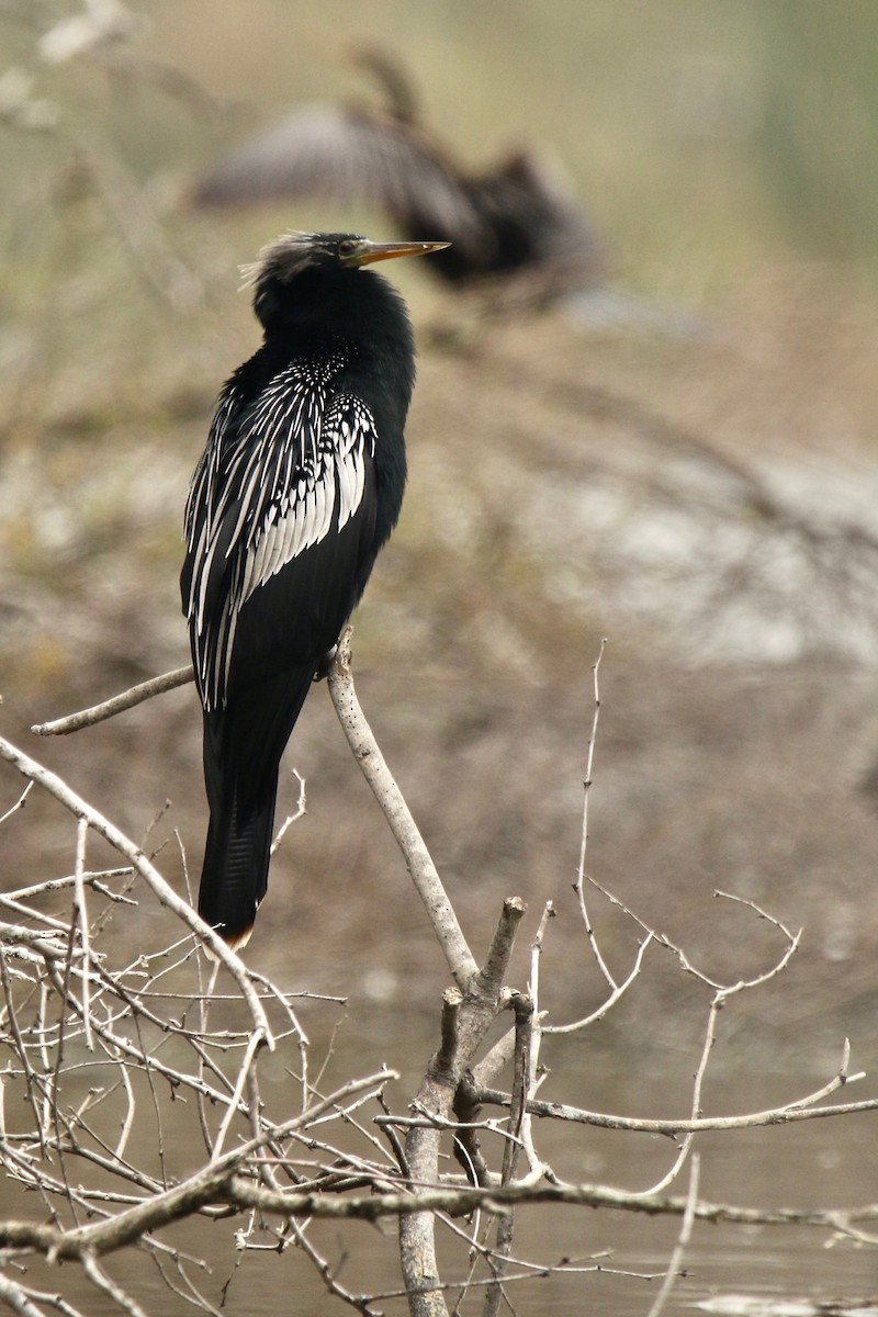 Anhinga - Joshua Ward