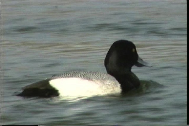 Lesser Scaup - ML436424