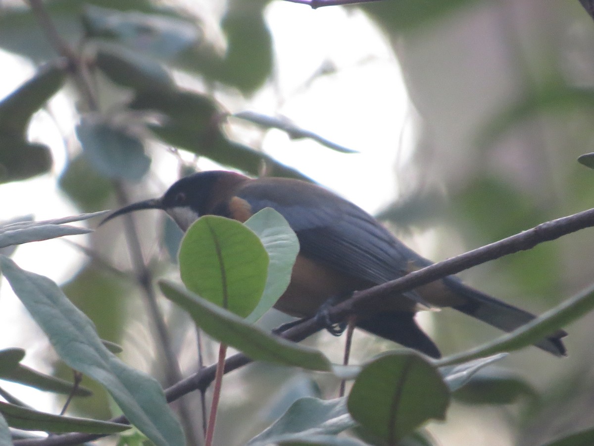 Eastern Spinebill - ML436424011