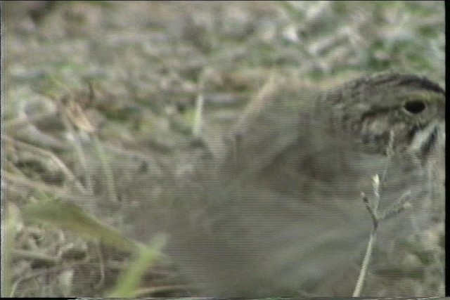 Savannah Sparrow - ML436425