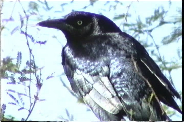 Great-tailed Grackle (Great-tailed) - ML436426