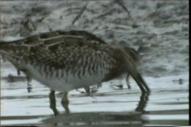 Wilson's Snipe - ML436427