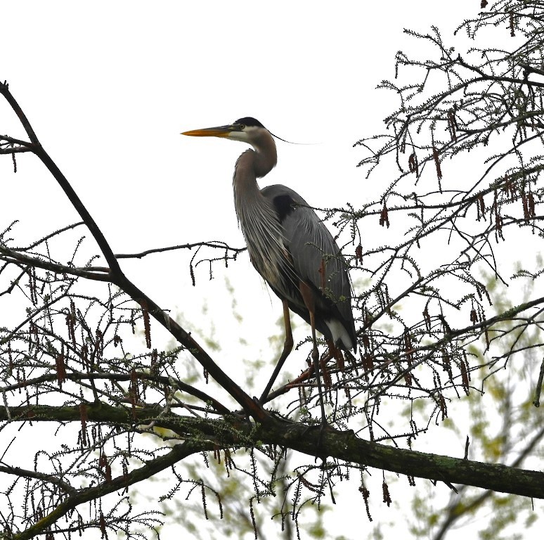 Great Blue Heron - Steve Davis