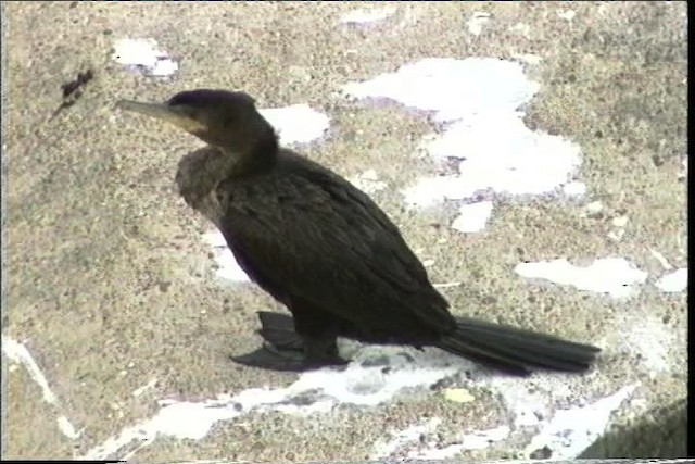 Neotropic Cormorant - ML436428