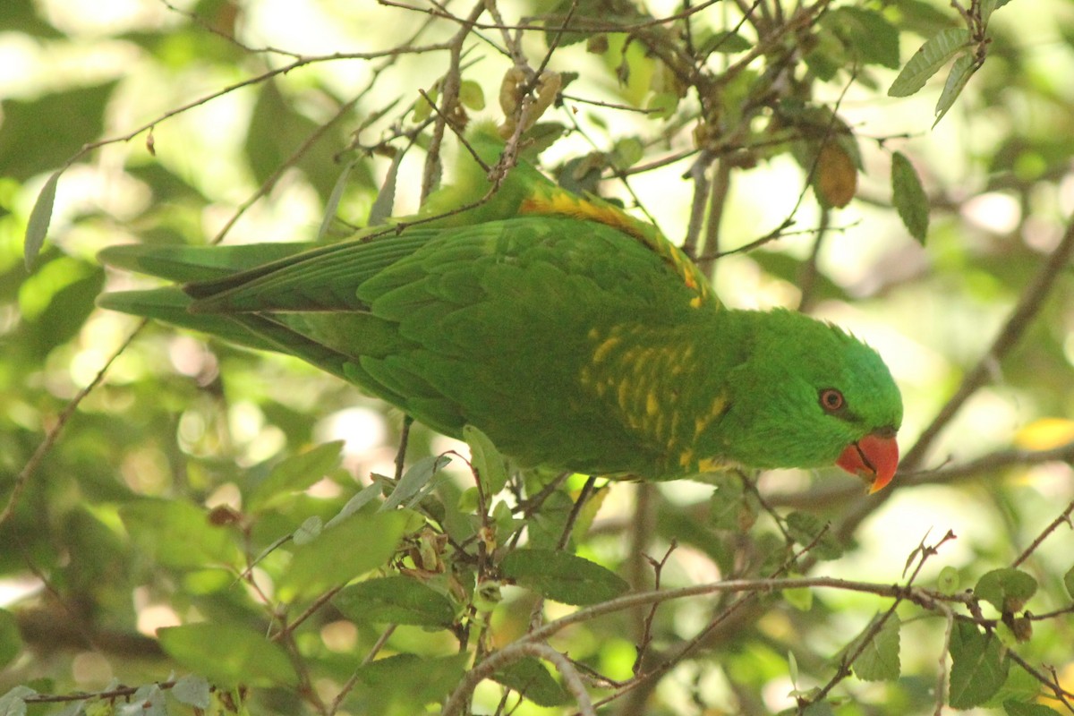 Scaly-breasted Lorikeet - Heather Williams