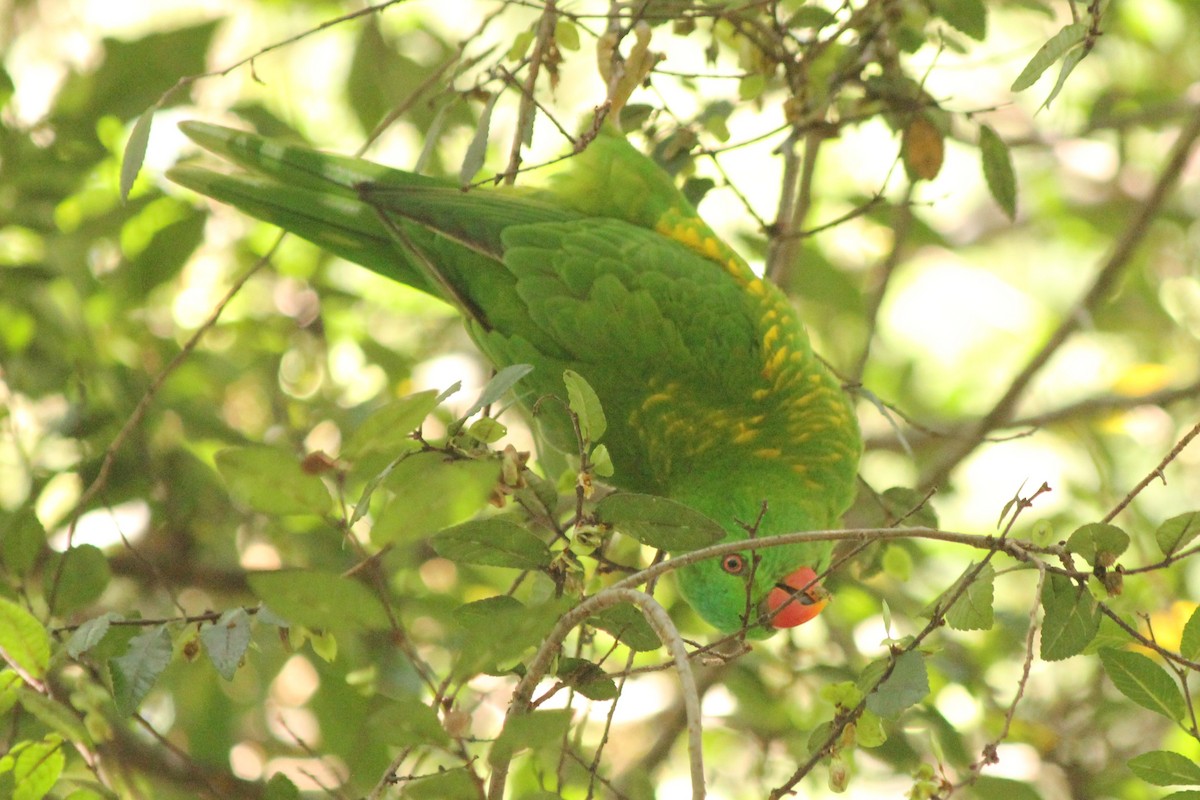 Scaly-breasted Lorikeet - Heather Williams