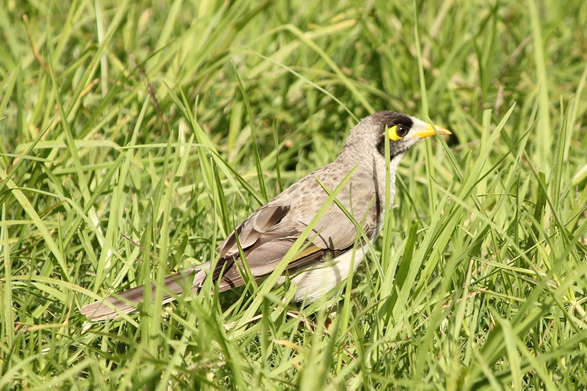 Noisy Miner - Heather Williams