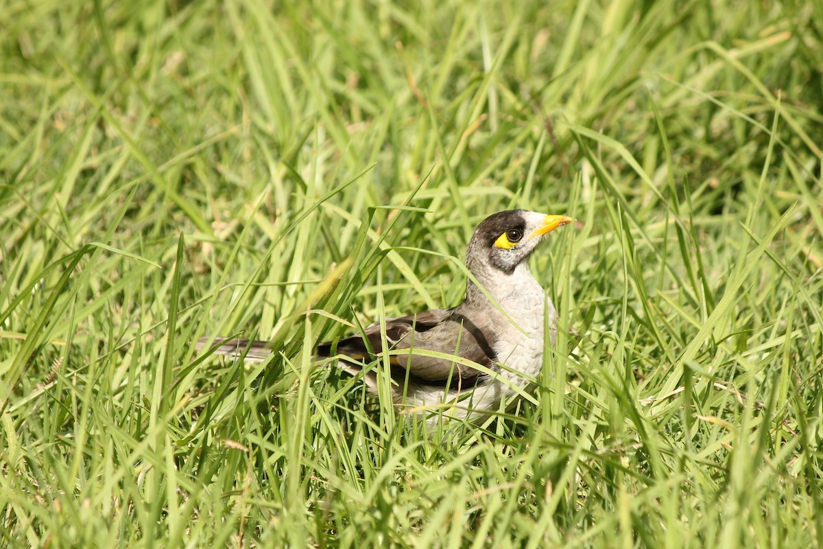 Noisy Miner - Heather Williams