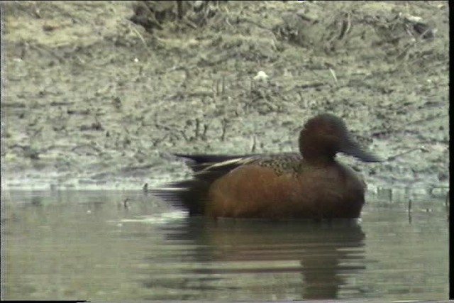 Cinnamon Teal - ML436429