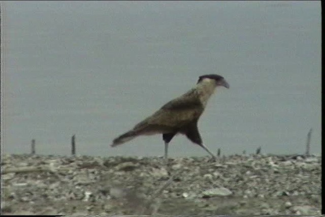 Crested Caracara (Northern) - ML436430