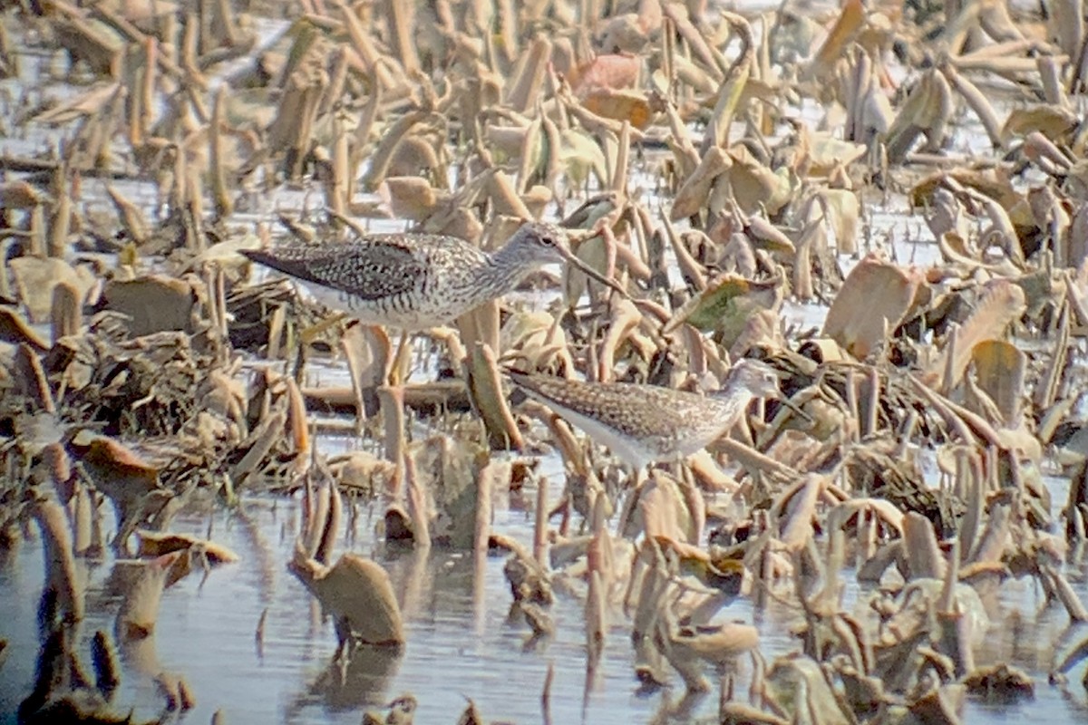 Lesser Yellowlegs - ML436430571