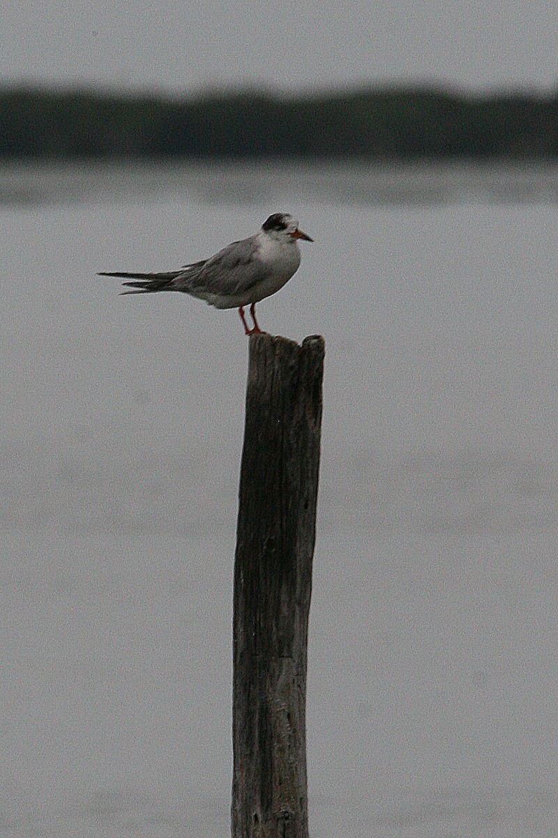 Common Tern (hirundo/tibetana) - ML43643191