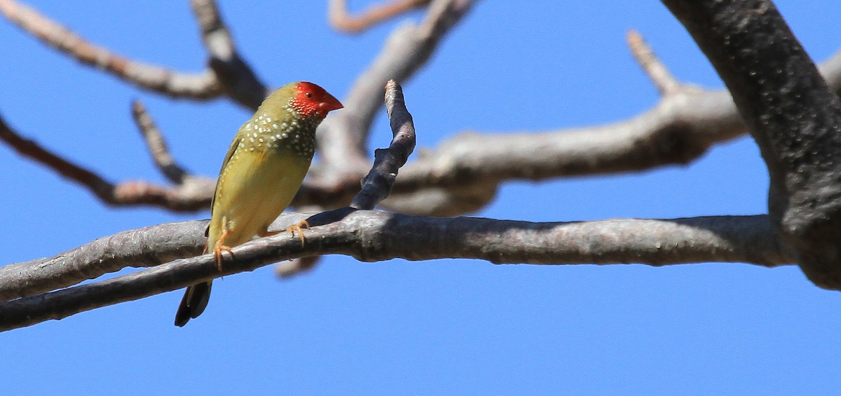 Star Finch - ML436431991