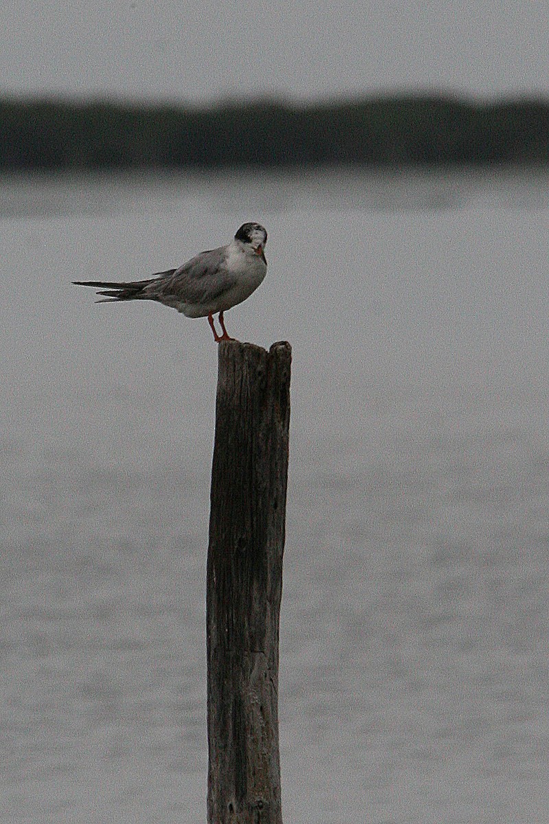 makrellterne (hirundo/tibetana) - ML43643201