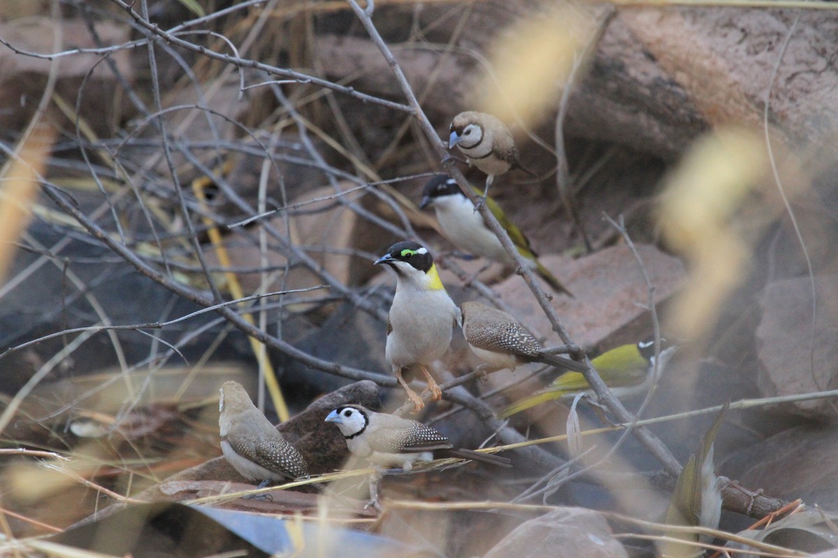 Black-chinned Honeyeater - ML436432011