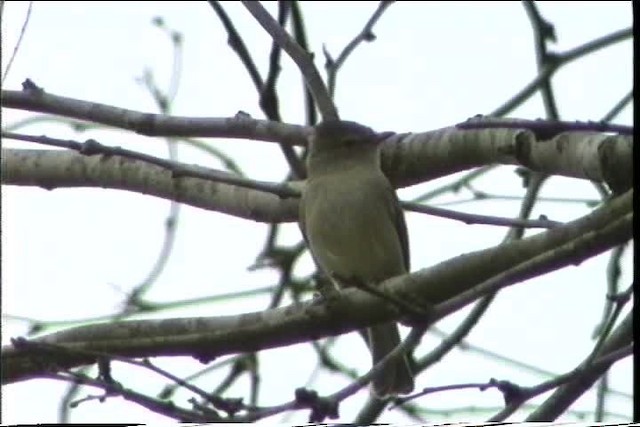 Northern Beardless-Tyrannulet - ML436433