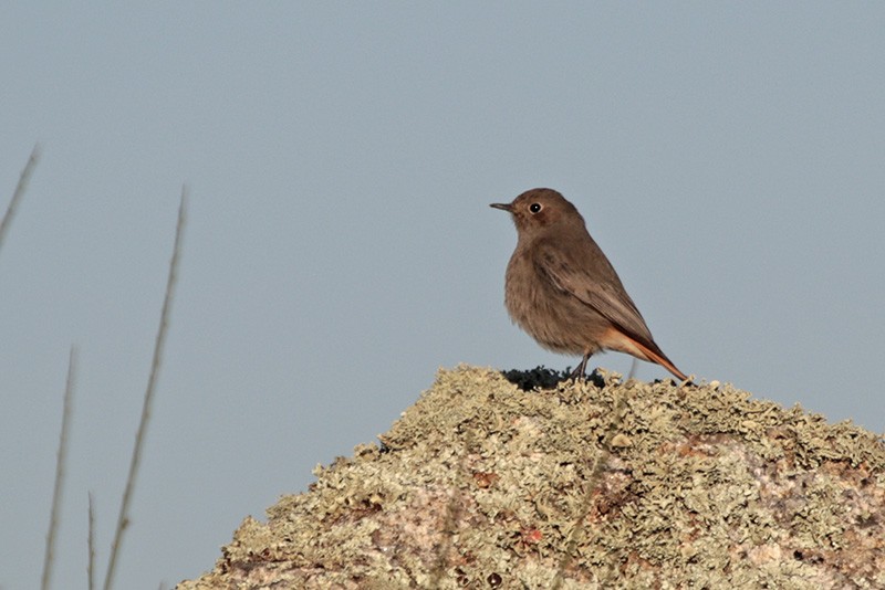 Black Redstart - ML43643331