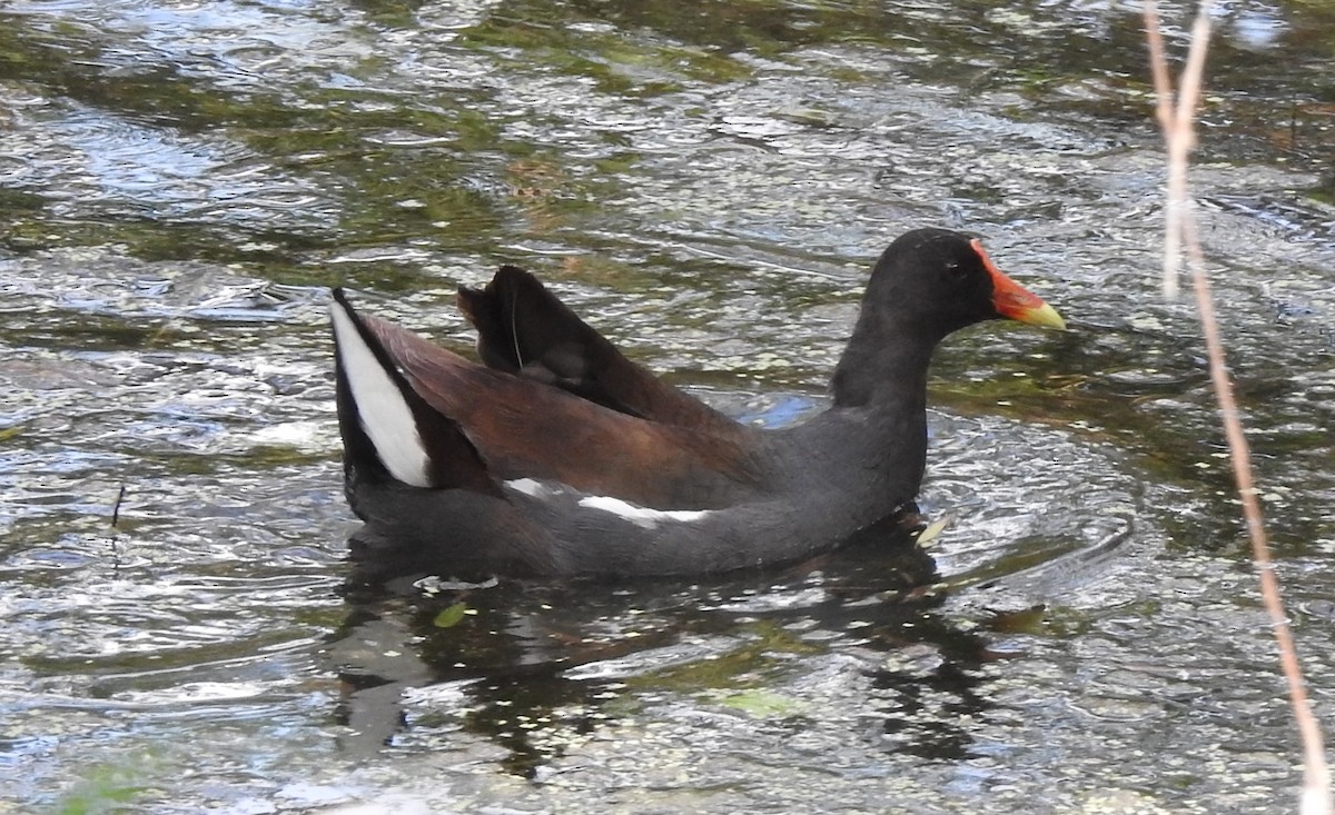 Common Gallinule - ML43643371