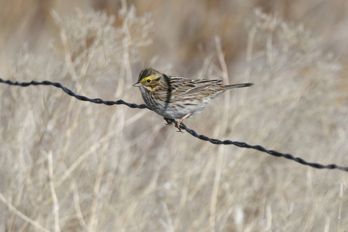 Savannah Sparrow - Ben  Sonnenberg