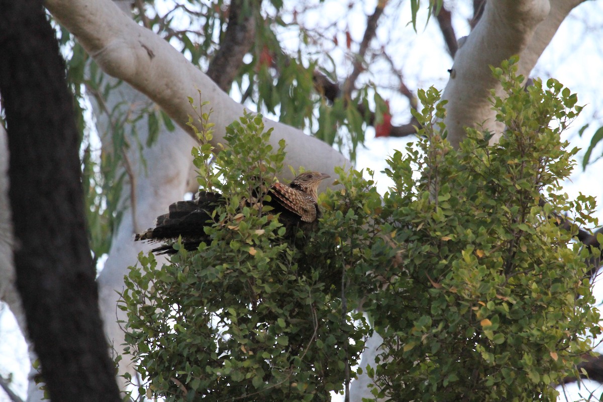 Pheasant Coucal - ML436435851