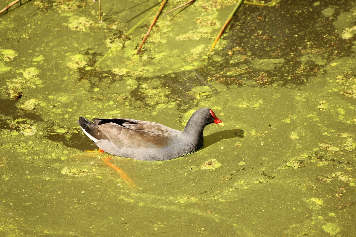 Dusky Moorhen - Heather Williams