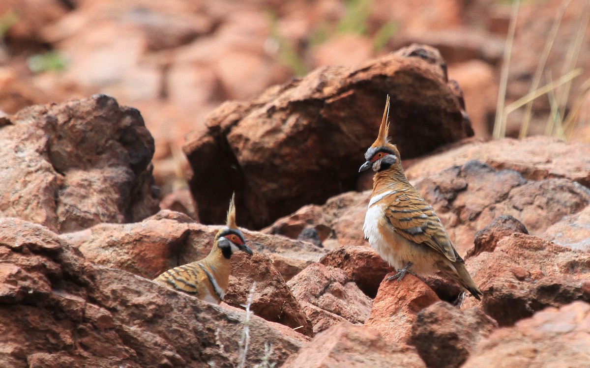 Spinifex Pigeon - ML436437131