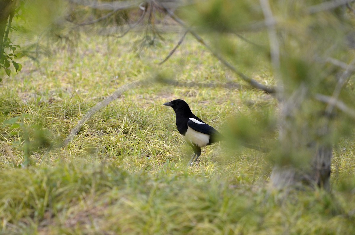 Oriental Magpie - ML436438941