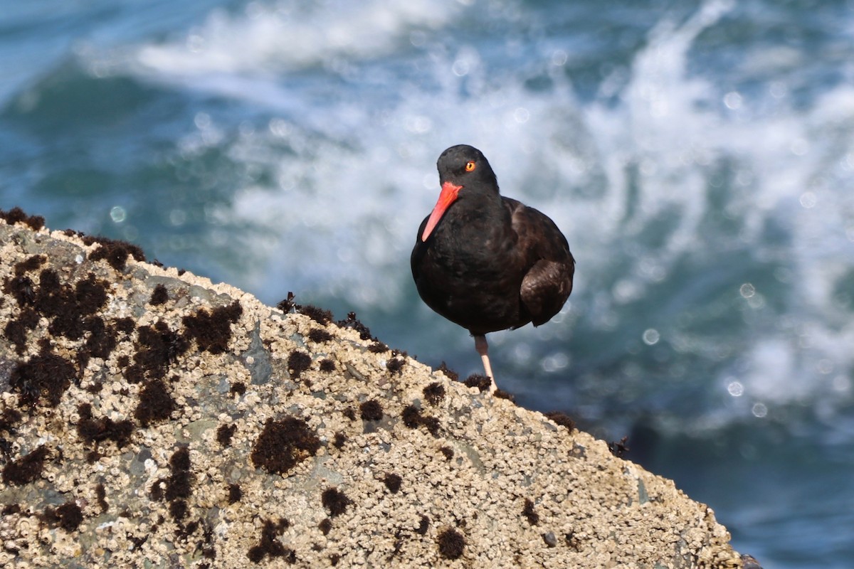 Black Oystercatcher - ML436439731