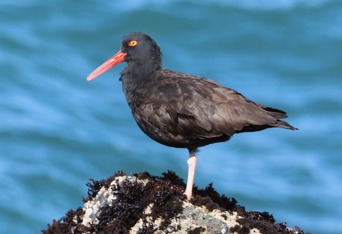 Black Oystercatcher - ML436439741