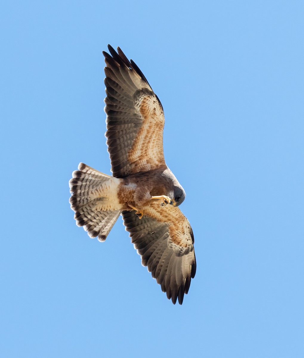 Swainson's Hawk - ML436440931