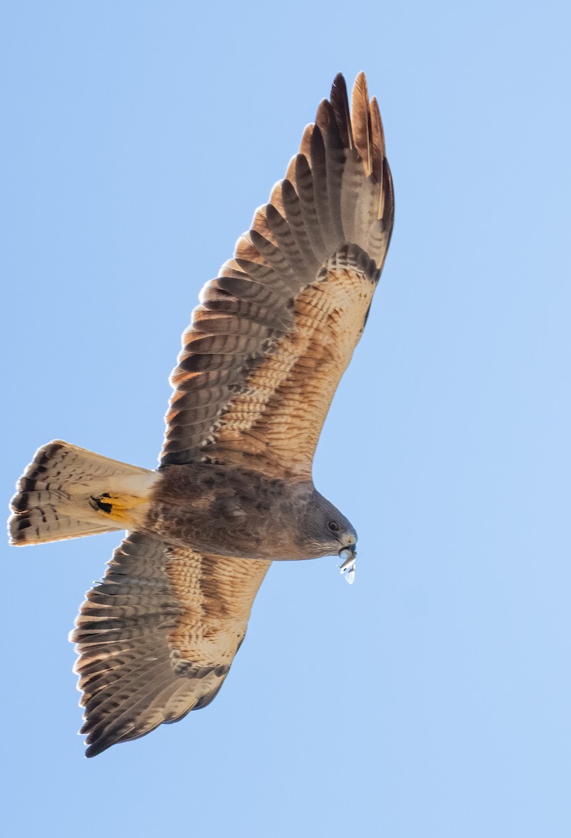 Swainson's Hawk - ML436440941