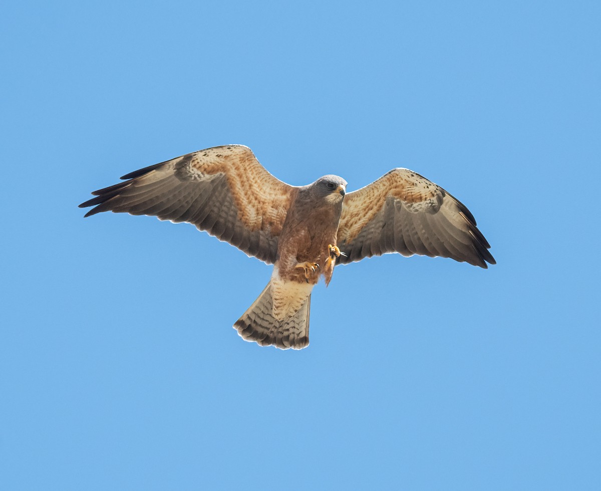 Swainson's Hawk - ML436440951