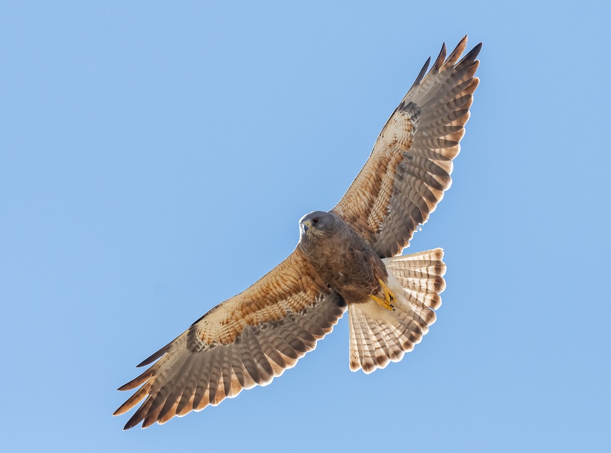 Swainson's Hawk - ML436441041