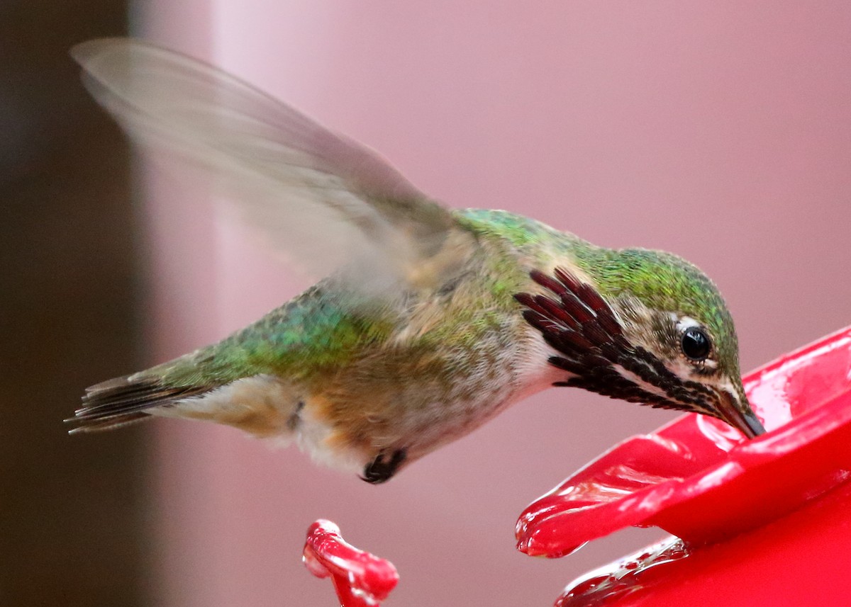 Calliope Hummingbird - ML436441221