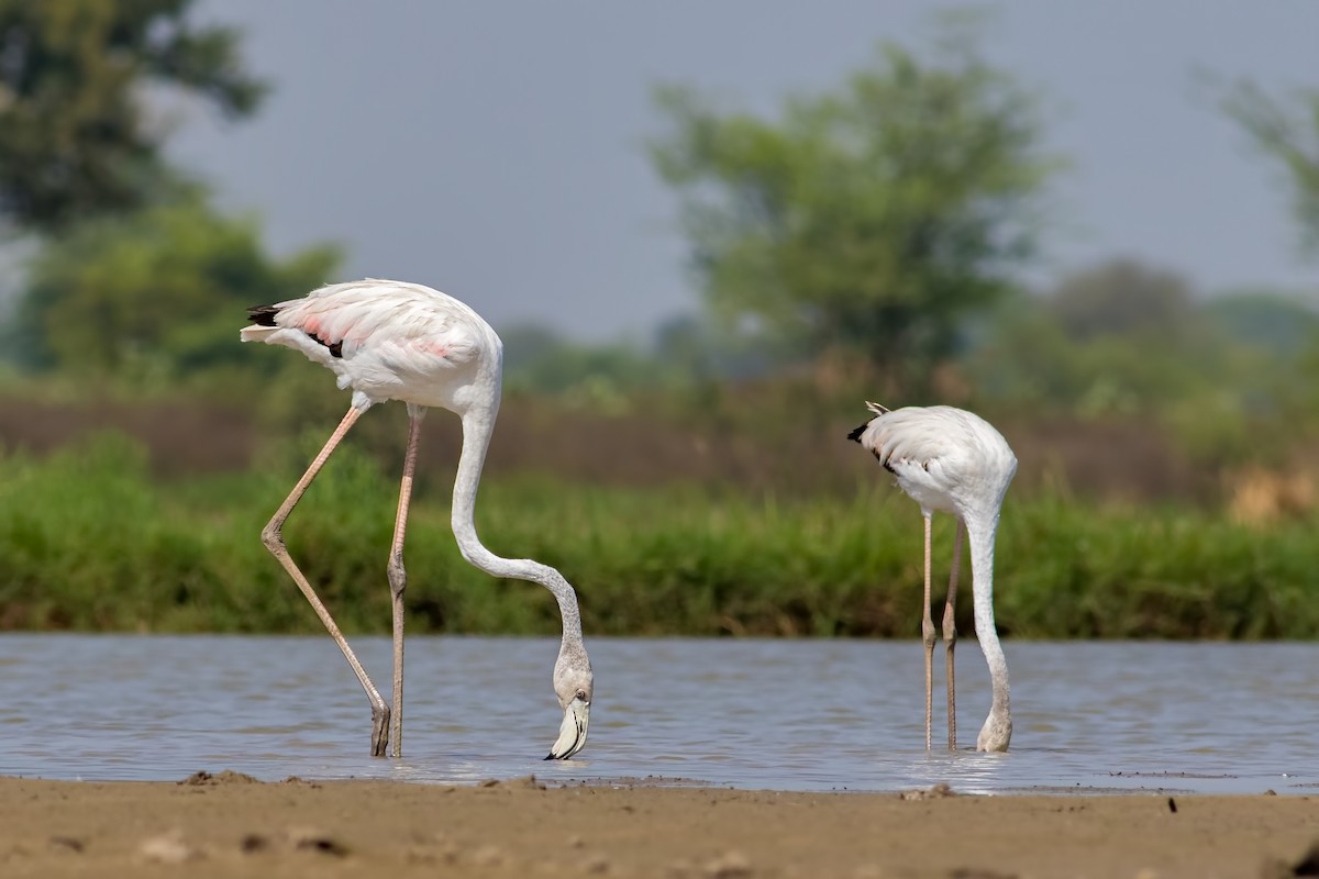 Greater Flamingo - ML436441861