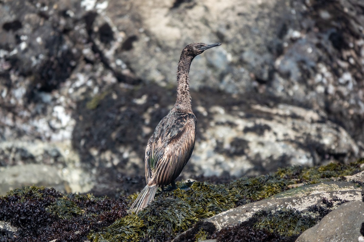 Cormorán Pelágico - ML436441891