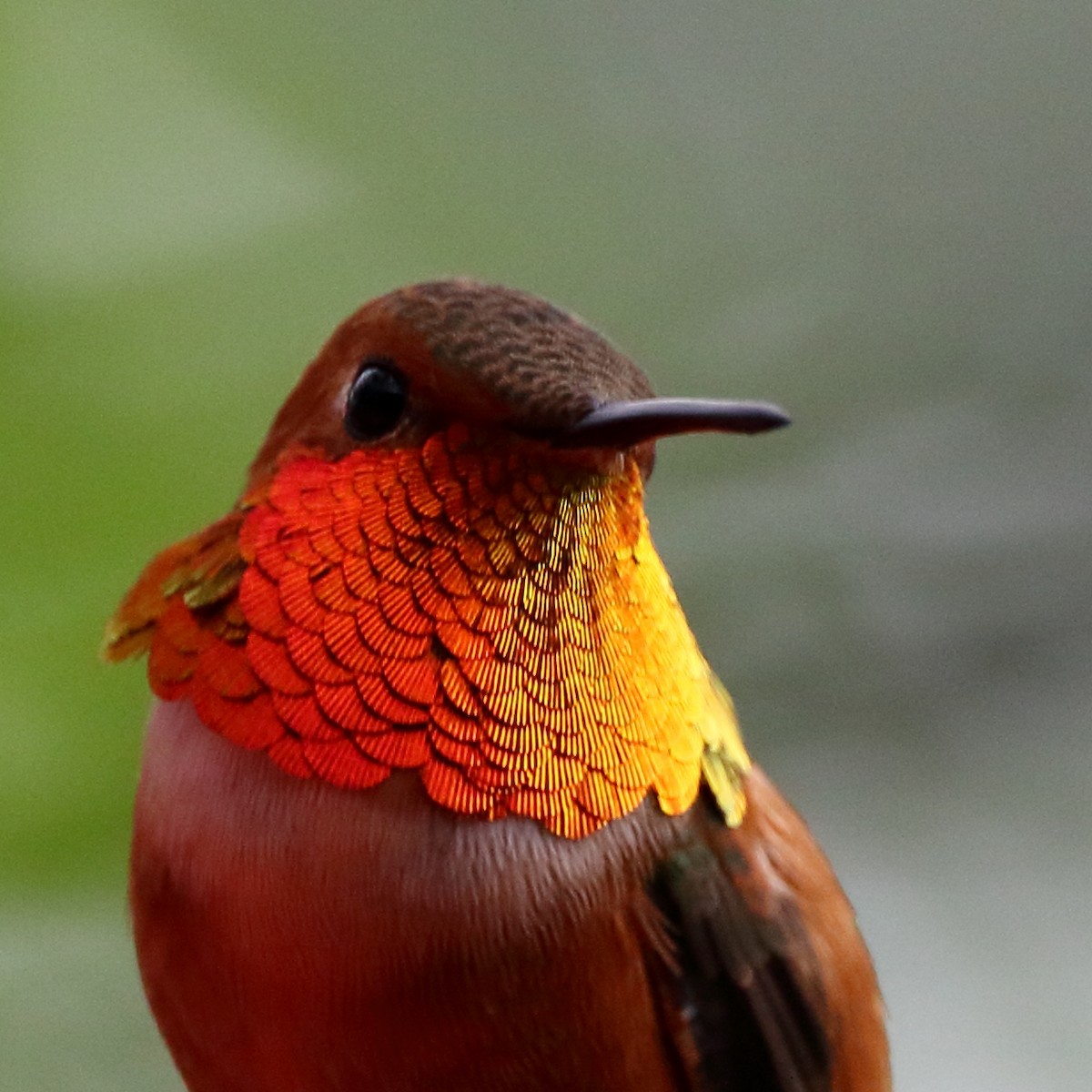 Rufous Hummingbird - ML436441911