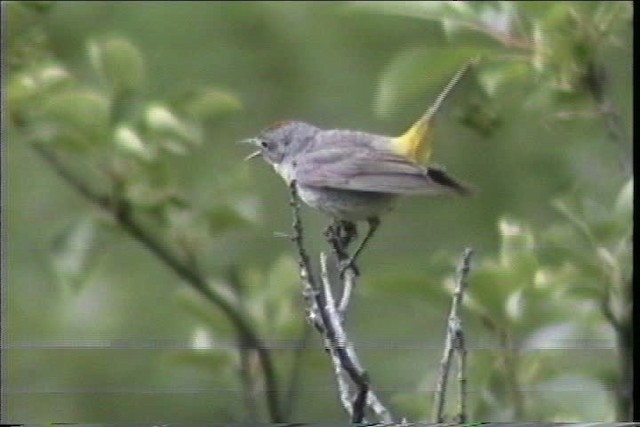 Gelbsteiß-Waldsänger - ML436444