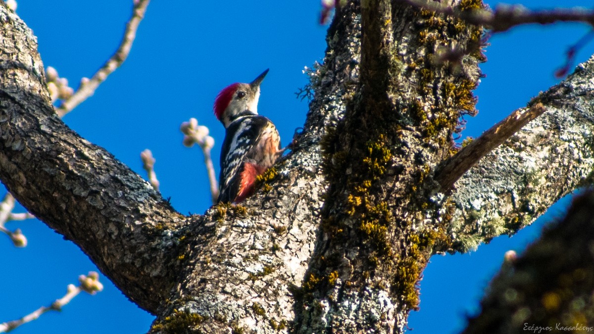 ヒメアカゲラ - ML436445271