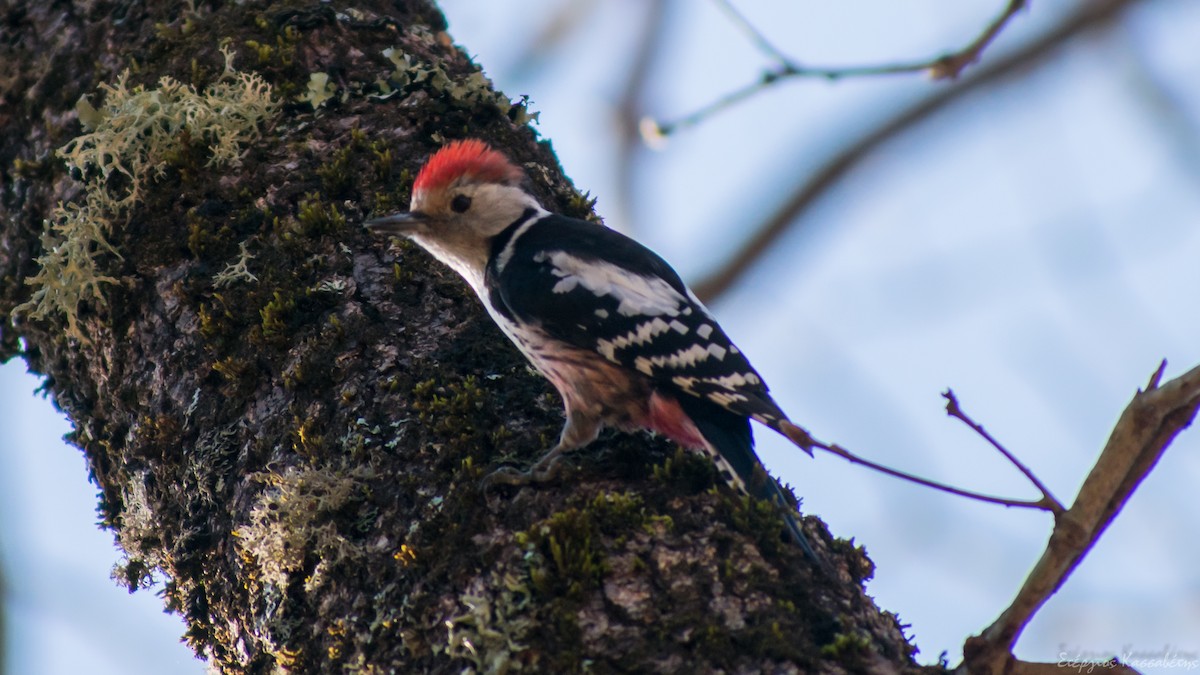 ヒメアカゲラ - ML436445521