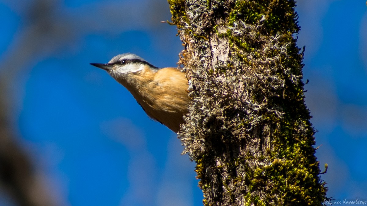 ゴジュウカラ - ML436445591