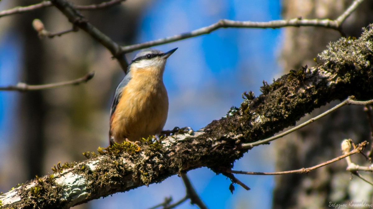 ゴジュウカラ - ML436445621