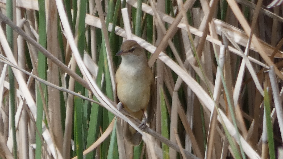 Great Reed Warbler - ML436445651