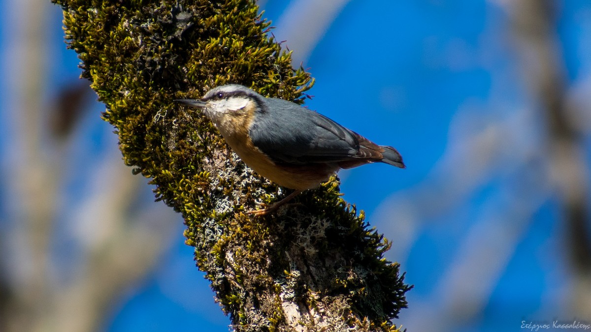 ゴジュウカラ - ML436445731