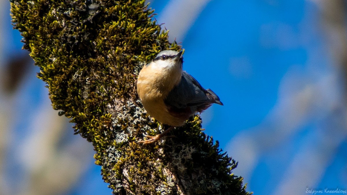ゴジュウカラ - ML436445741