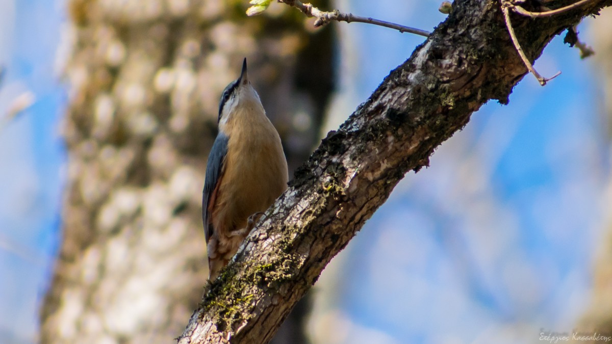 ゴジュウカラ - ML436445871