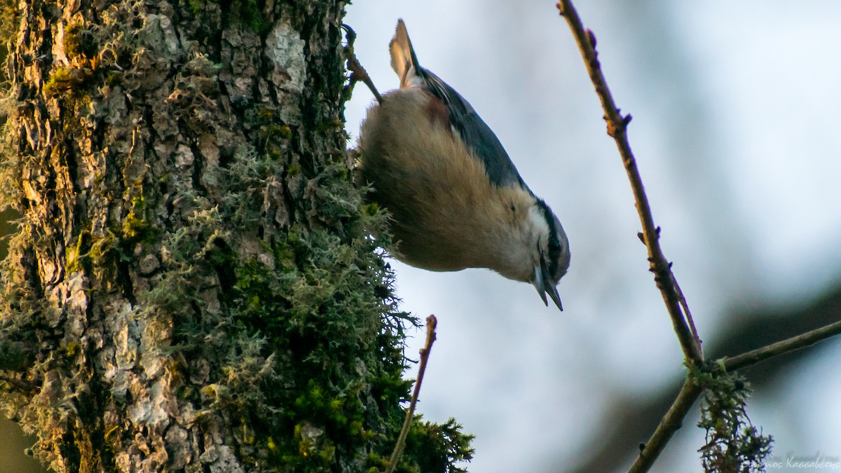 ゴジュウカラ - ML436445911