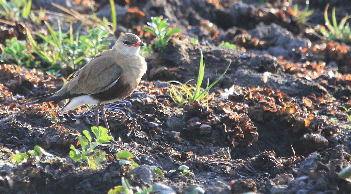 Australian Pratincole - Julian Teh