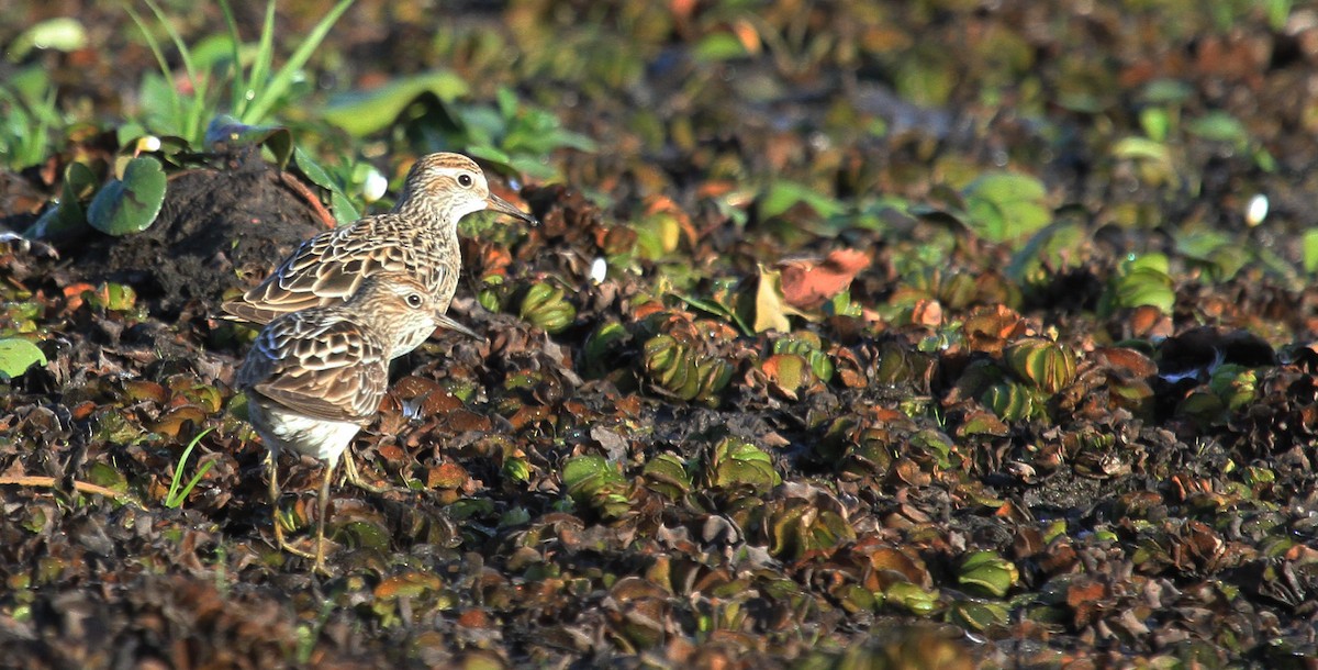 Sharp-tailed Sandpiper - ML436447471